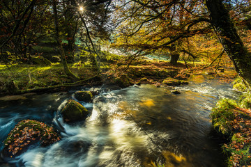 Fast flowing wild creek in forest