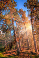 Late summer sunlight breaking through the pine trees at a mystical forest.  wonderful sunny landscape. unusual picturesque scene. Beauty in the world