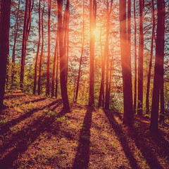 fantastic view. coniferous forest early in the morning sunlight. wonderful, fabulous, sunset. picturesque summer scene. instagram toning effect