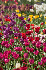 Fototapeta premium Colorful Tulip Flowers