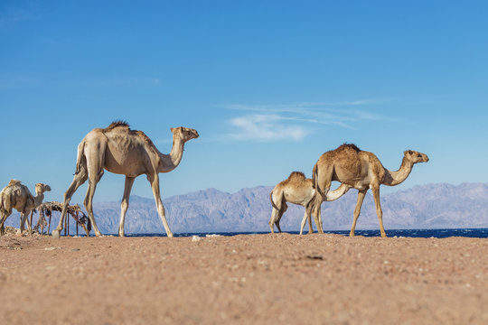 few camels at Sinai mountains, Egypt