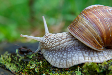 Burgundy snail (Helix, Roman snail, edible snail, escargot)  on the surface of old stump with moss in a natural environment. Green moss and mold growing on the old tree trunk. macro. 