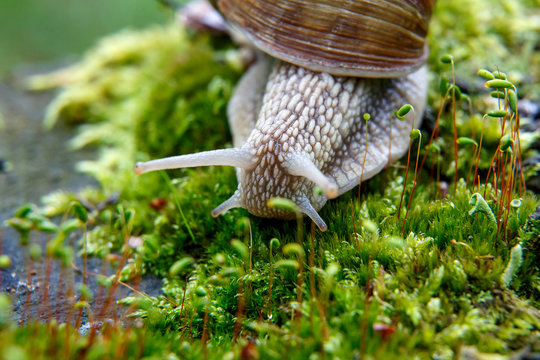 Burgundy snail (Helix, Roman snail, edible snail, escargot)  on the surface of old stump with moss in a natural environment. Green moss and mold growing on the old tree trunk. macro. 