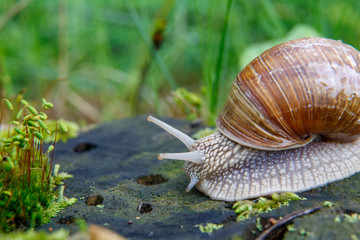 Burgundy snail (Helix, Roman snail, edible snail, escargot)  on the surface of old stump with moss in a natural environment. Green moss and mold growing on the old tree trunk. macro. 
