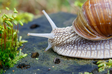 Burgundy snail (Helix, Roman snail, edible snail, escargot)  on the surface of old stump with moss in a natural environment. Green moss and mold growing on the old tree trunk. macro. 