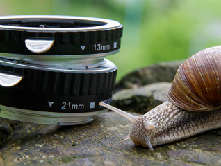 Burgundy snail (Helix, Roman snail, edible snail, escargot) and Macro Extension Tube nature...