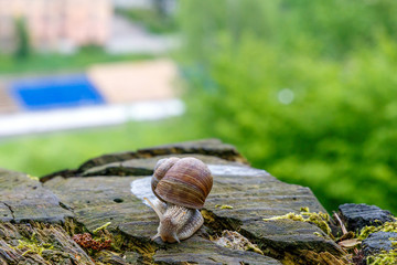 a Snail in the natural environment. macro. close up nature image