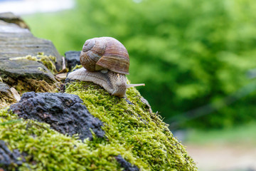a Snail in the natural environment. macro. close up nature image