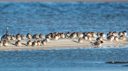 krickenten am darßer ort