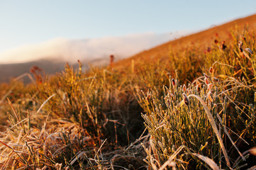 Fototapeta premium Close up of frozen grass on mountains on sun lights