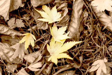 Autumn Isolated Gold Leaves On The Ground