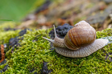 a Snail in the natural environment. macro. close up nature image