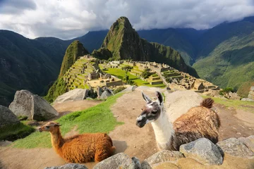Crédence de cuisine en verre imprimé Machu Picchu Llamas standing at Machu Picchu overlook in Peru