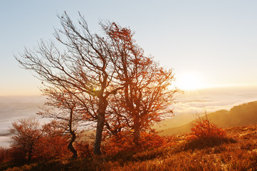 Fototapeta na wymiar Red colourful autumn trees on sun shine light on morning of amaz