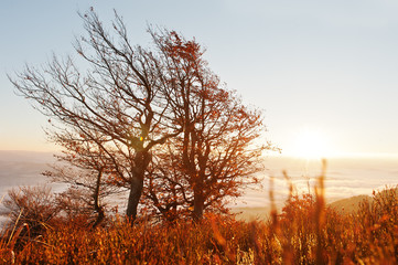 Red colourful autumn trees on sun shine light on morning of amaz