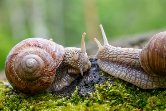 a snail in the forest. on the moss-grown tree trunk. macro. close up nature image