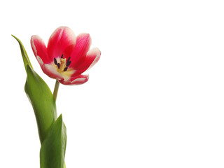 Naklejka premium red tulips on white background