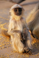 Baby gray langur sitting in Amber Fort near Jaipur, Rajasthan, I