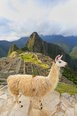 Llama standing at Machu Picchu overlook in Peru