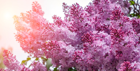  lilac flowers in the nature close up. Abstract soft pastel tender floral natural background from lilac flowers