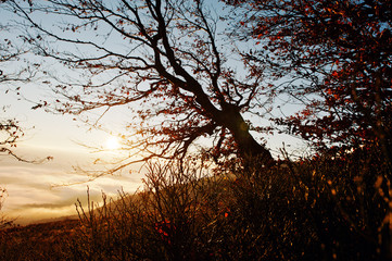 Dark bare autumn trees on sunrise at Carpathian mountains. Art p