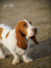 Basset Hound dog standing on sand beach