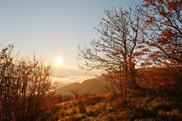 Fototapeta na wymiar Autumn bushes and trees on frozen morning at Carpathian mountain
