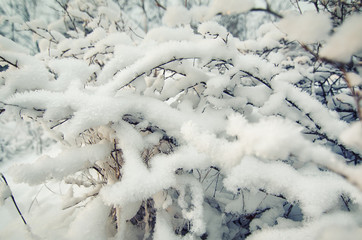 Frozen bush, abstract natural vintage winter background, macro image