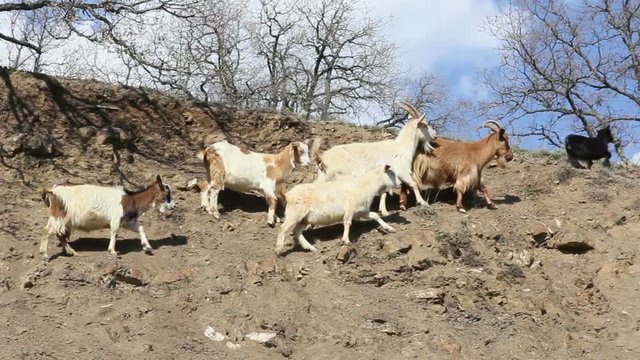 Herd of mountain goats go proudly, high in the rocky mountains
