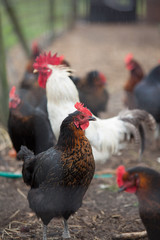 Chickens gather on a farm