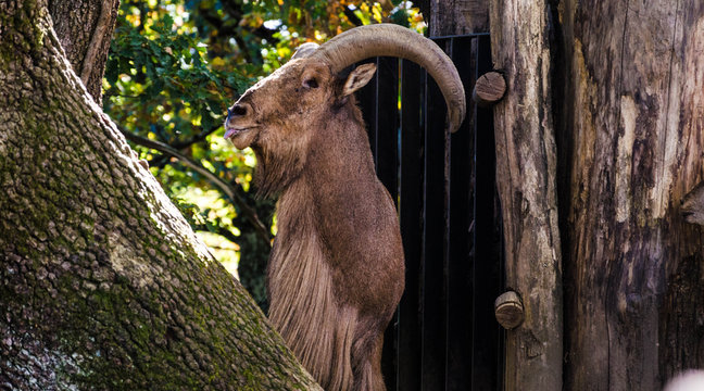 bouc