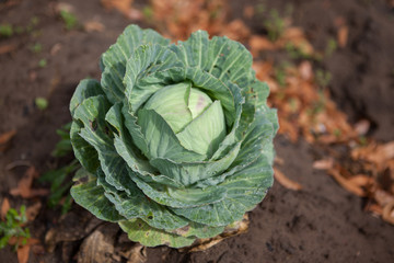 Obraz premium Freshly harvested cabbage on an organic farm