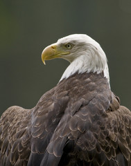 Bald Eagle Closeup, Anan Creek, Alaska
