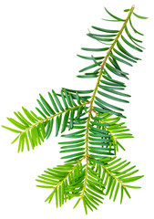 yew twig isolated on white background