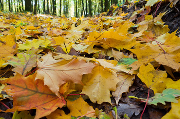 Fallen leaves in autumn forest