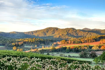 Foto auf Acrylglas Hügel Herbstliche Weinberghügel und Blumen während des Sonnenuntergangs in Virginia