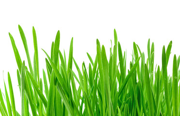 Green grass isolated on white