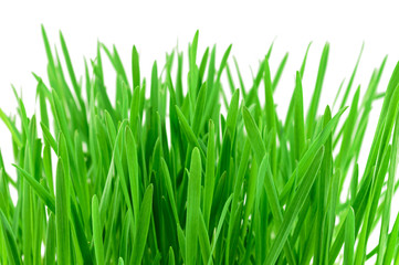 Fototapeta na wymiar Green grass isolated on white