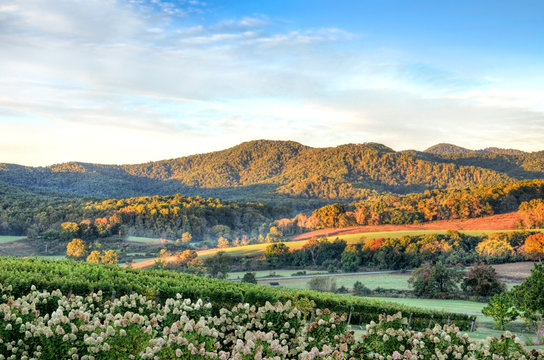 Fototapeta Autumn vineyard hills and flowers during sunset in Virginia