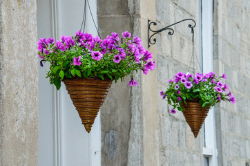 Fototapeta na wymiar Hanging purple flower pots cones in urban area