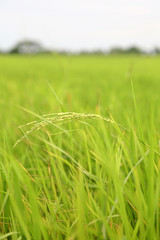paddy rice field