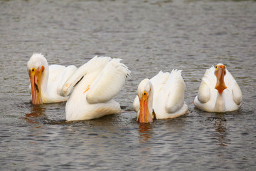 White Pelicans (Pelecanus erythrorhynchos) feeding