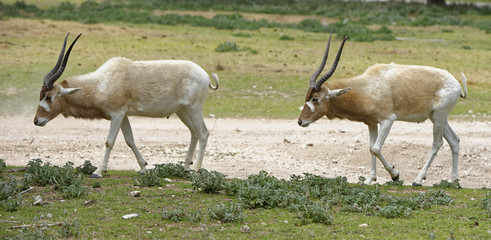 Male and female Addax Antelope pair in single file motion
