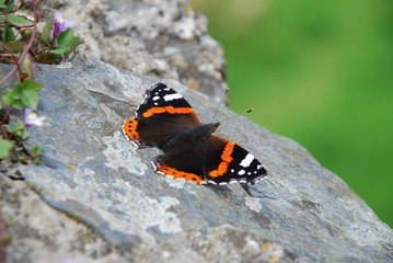 Fototapeta na wymiar british butterfly