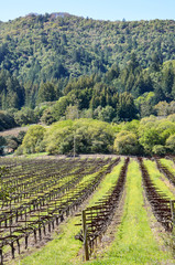 Fototapeta na wymiar Vineyard hill with rows of grape vines and mountains in Napa Valley, California