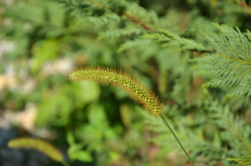 Blade of grass on green foliage background