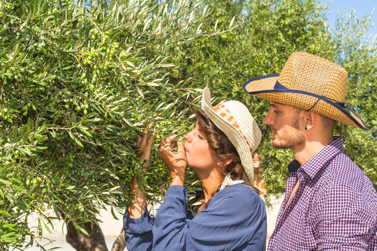 Young farmers checking green olives maturity for harvest Crete G