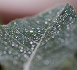 leaf macro texture