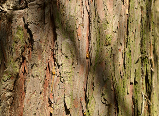 Bark of a tree partly covered with moss as a background