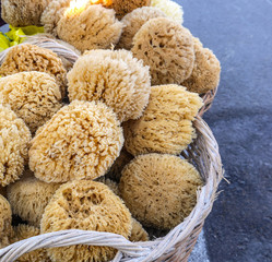 Frisch geerntete Naturschwämme